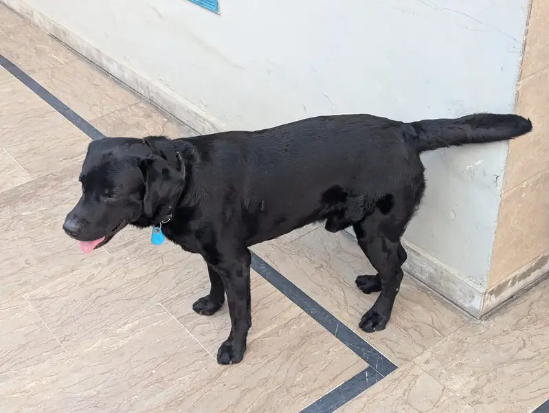 Labra dog full trained — photo 3