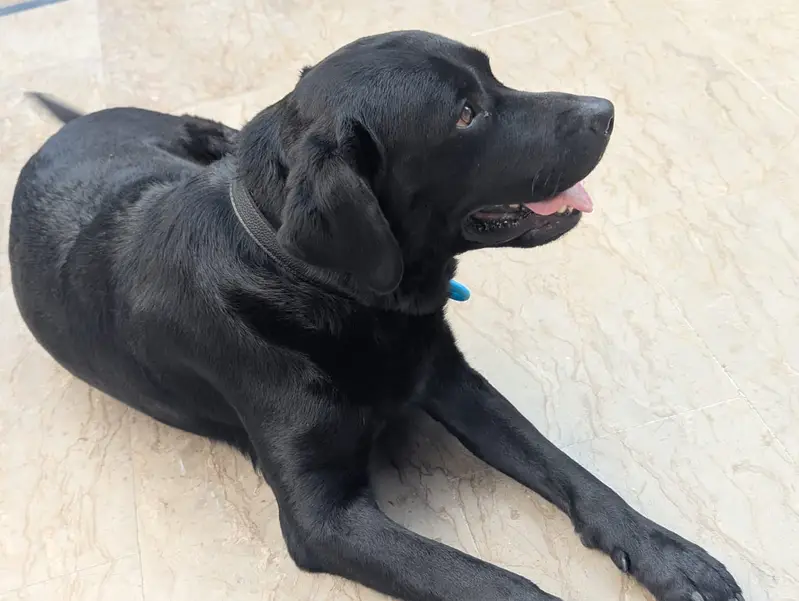 Labra dog full trained — photo 4