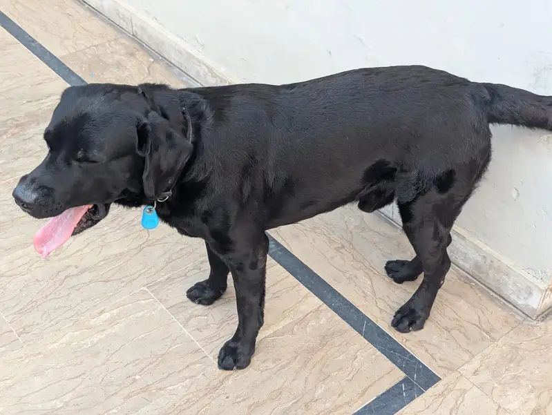 Labra dog full trained — photo 5