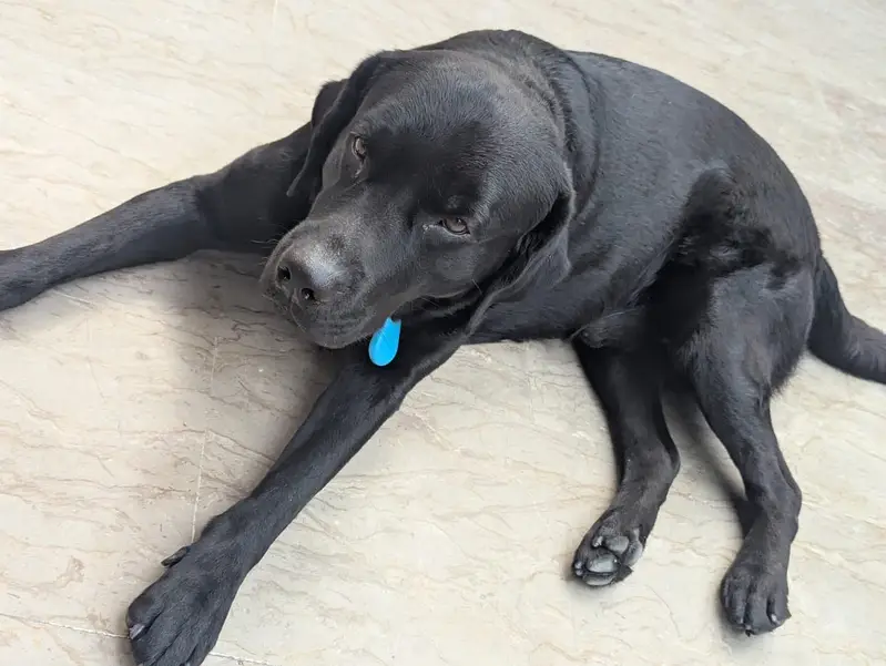 Labra dog full trained — photo 6