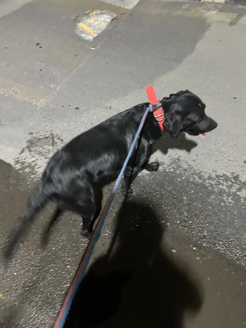 Labra dog full trained — photo 7