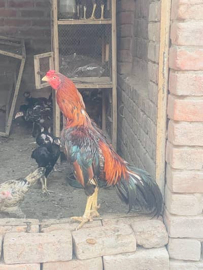 aseel Rooster -strong Breeder