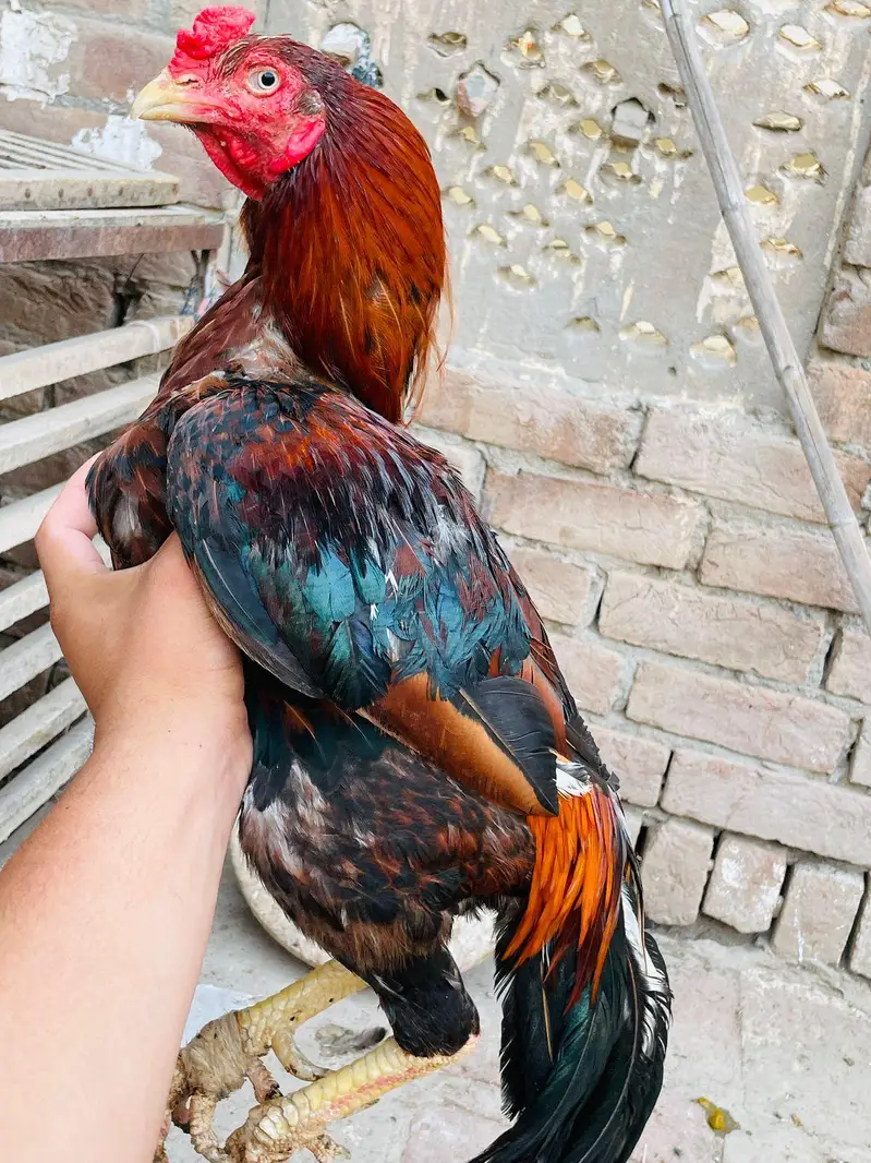 aseel Rooster -strong Breeder — photo 2