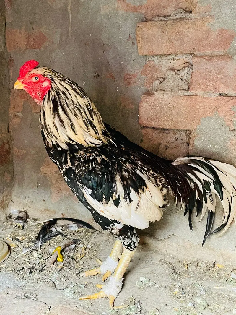 aseel Rooster -strong Breeder — photo 3