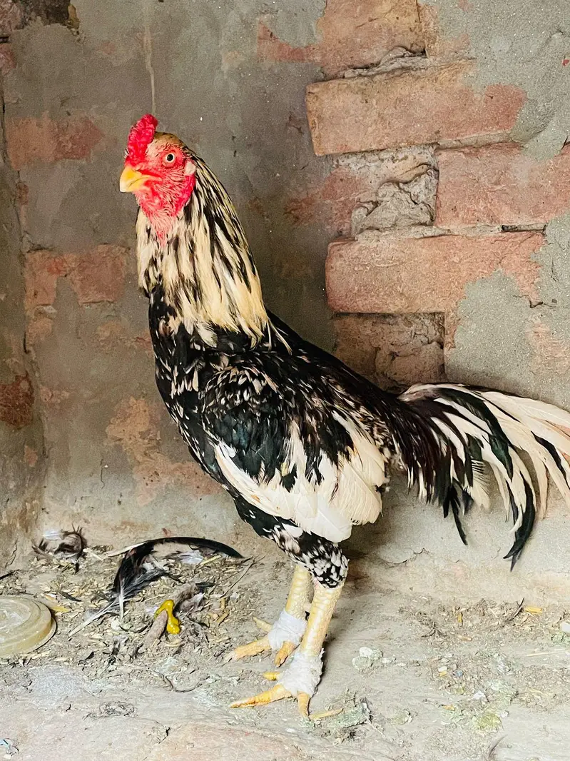 aseel Rooster -strong Breeder — photo 4