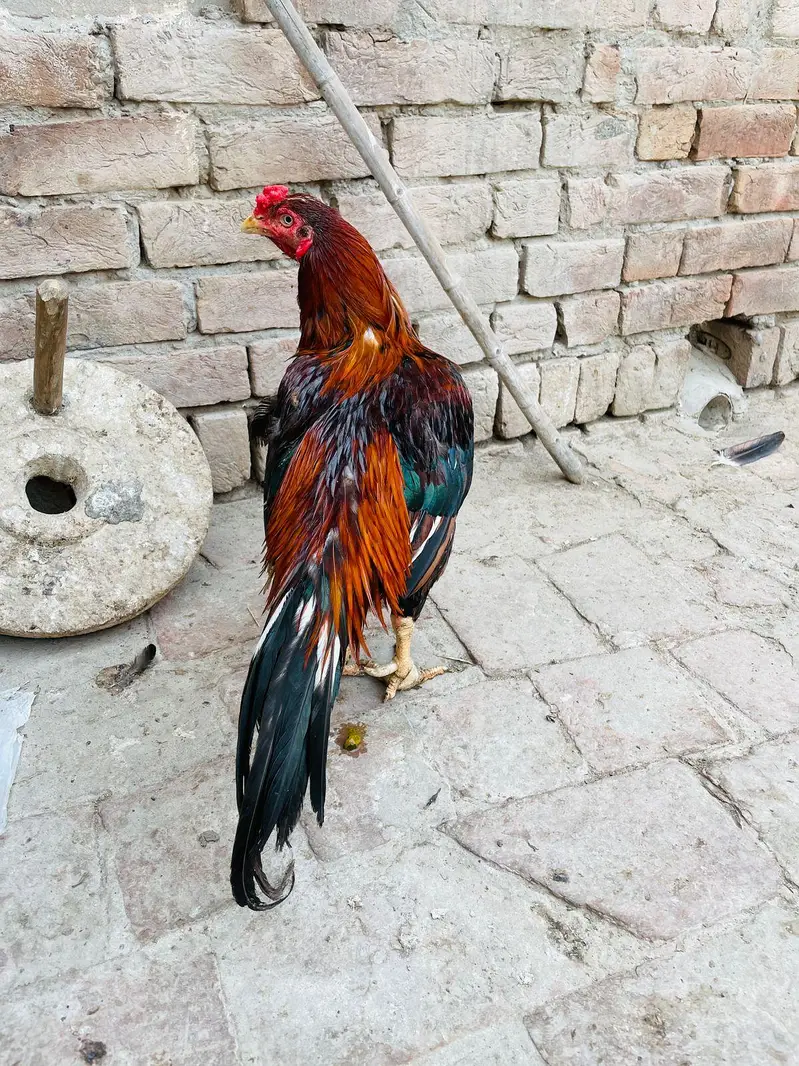 aseel Rooster -strong Breeder — photo 6