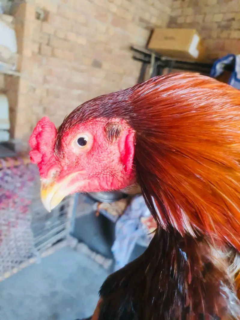 aseel Rooster -strong Breeder — photo 7