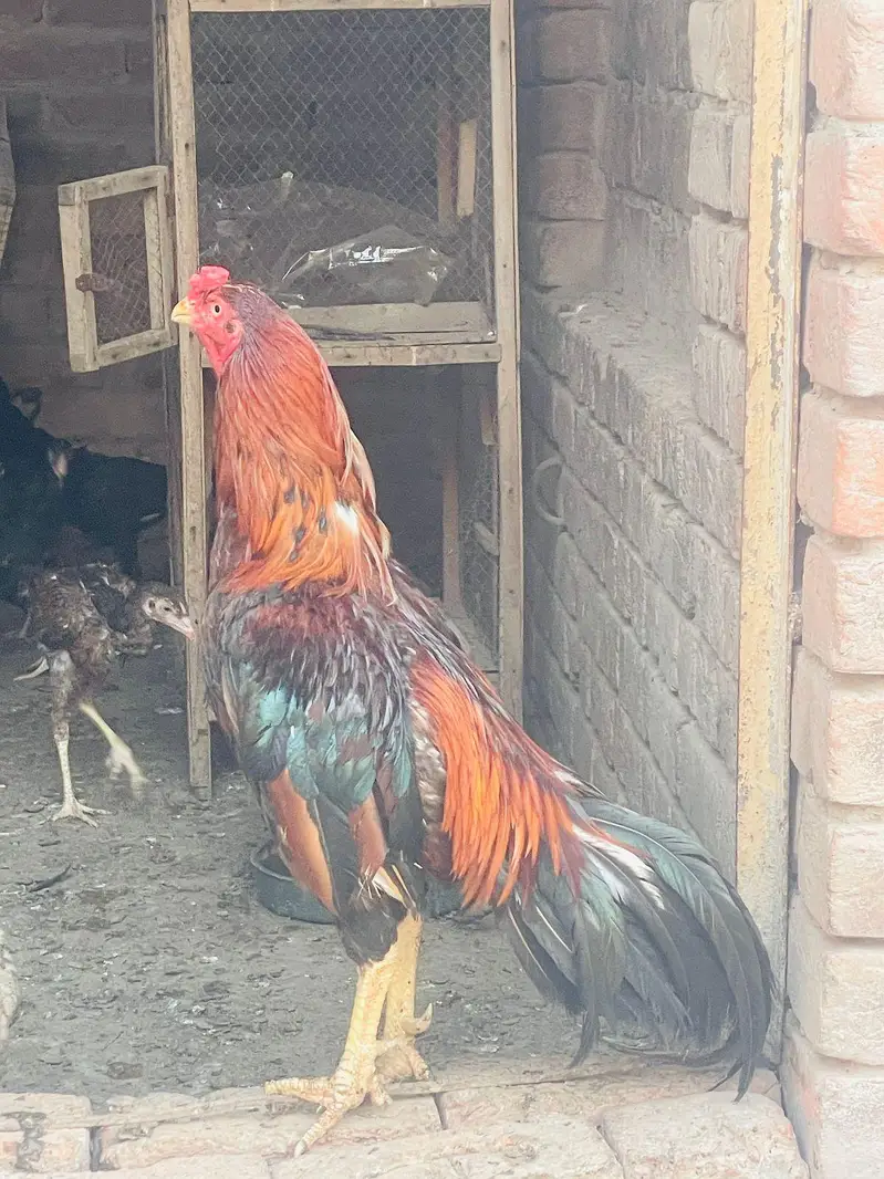 aseel Rooster -strong Breeder — photo 8