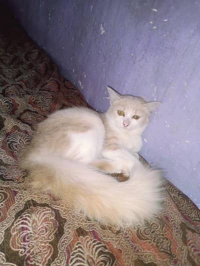 persian female