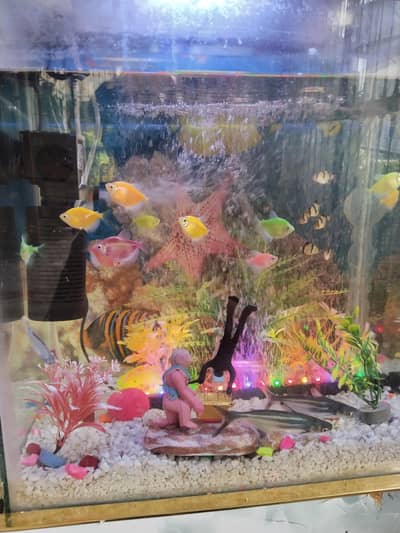 Fish Aquarium