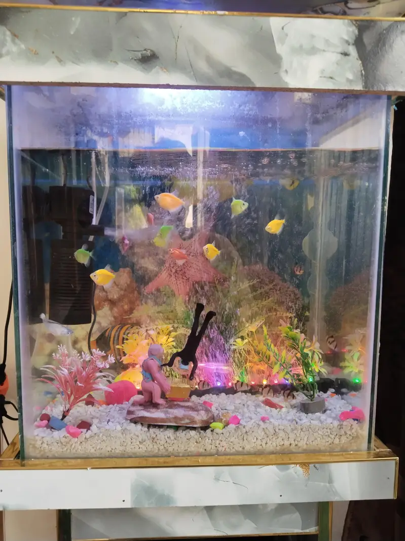 Fish Aquarium — photo 2