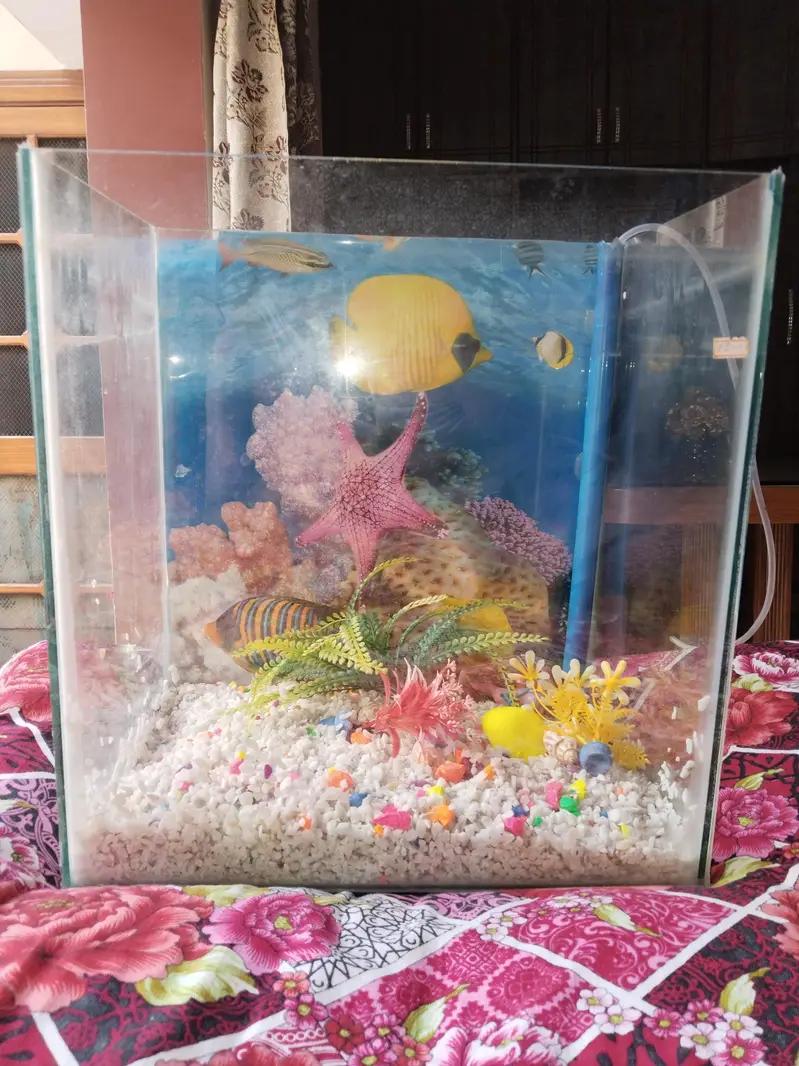 Fish Aquarium — photo 3