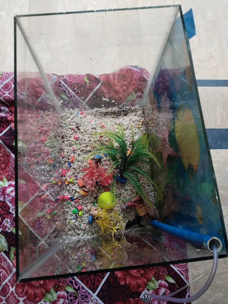 Fish Aquarium — photo 4