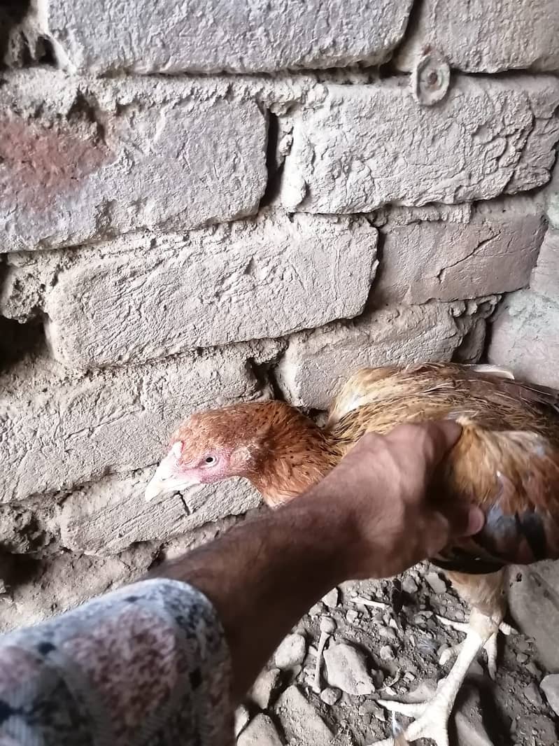 Active hen 0