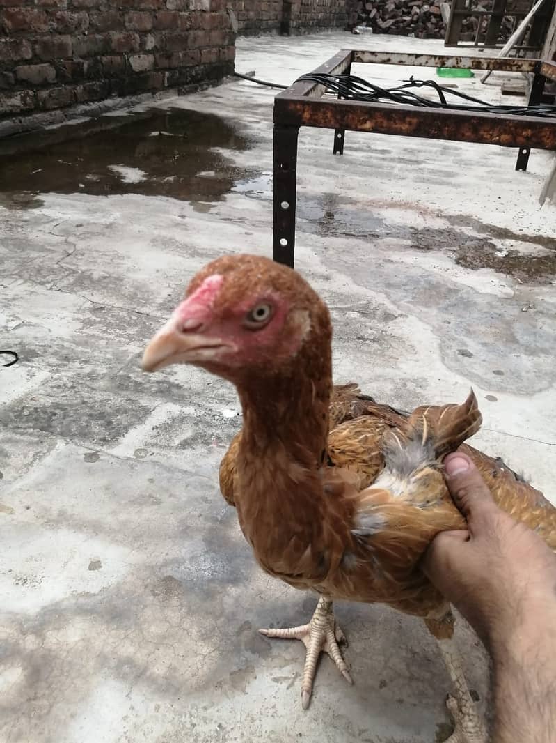 Active hen 1