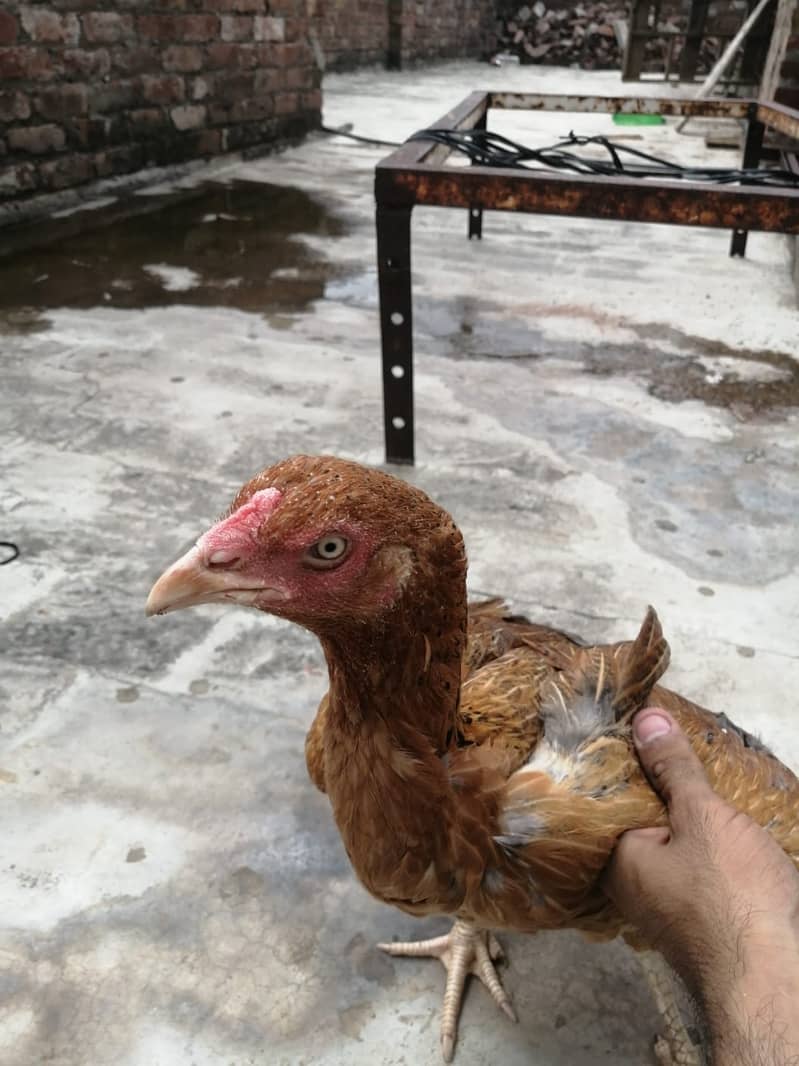 Active hen 2