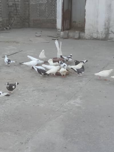 peigon urgent sale best price