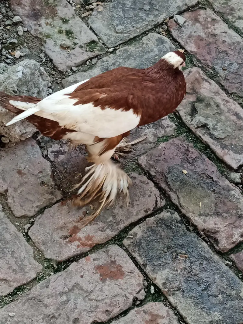 megpai pouter — photo 2