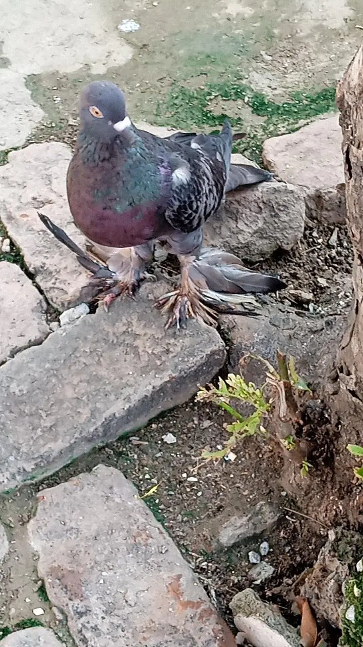 megpai pouter — photo 5
