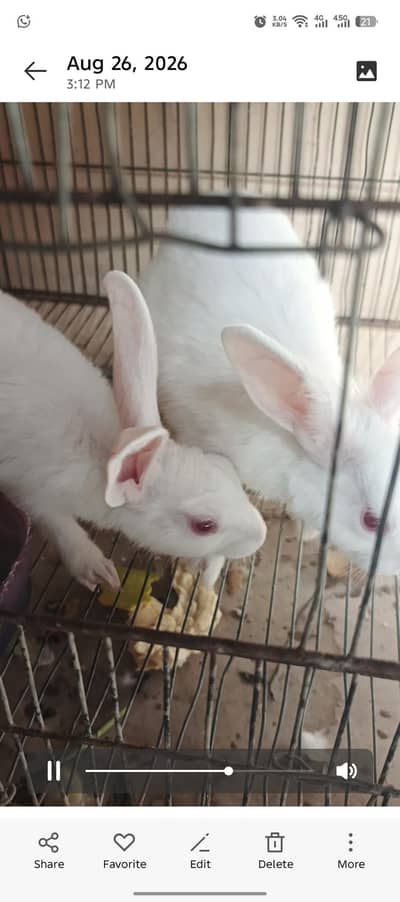 WHITE RABBITS
