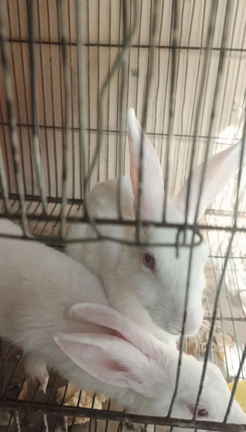 WHITE RABBITS — photo 2