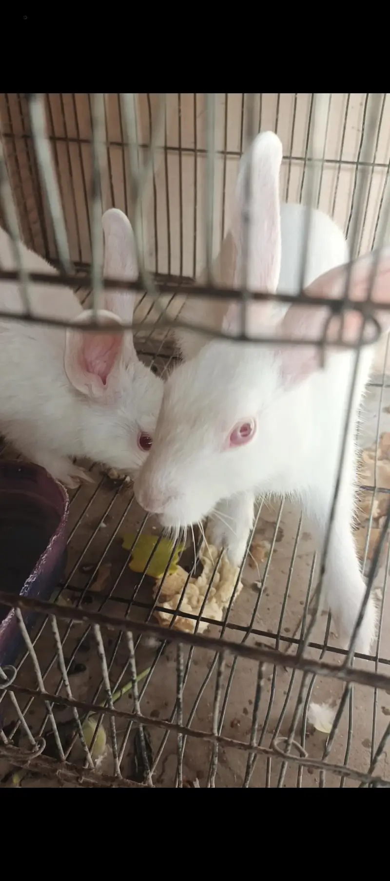 WHITE RABBITS — photo 3