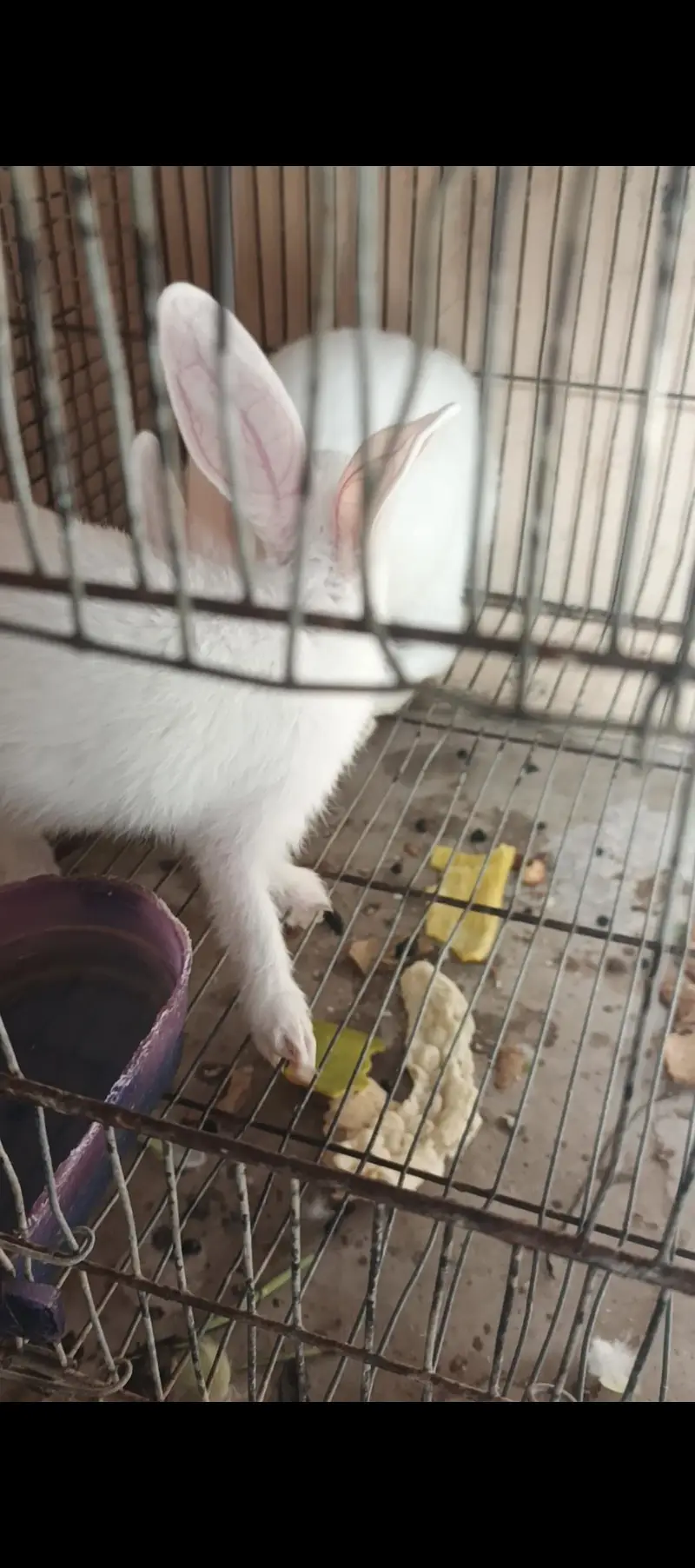 WHITE RABBITS — photo 5