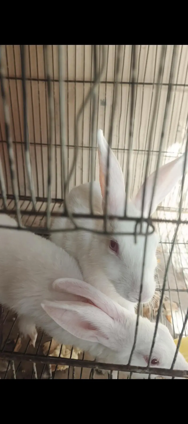 WHITE RABBITS — photo 6