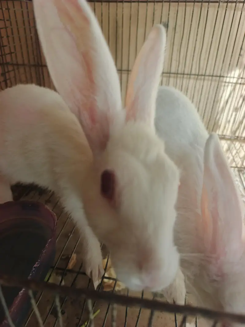 WHITE RABBITS — photo 7