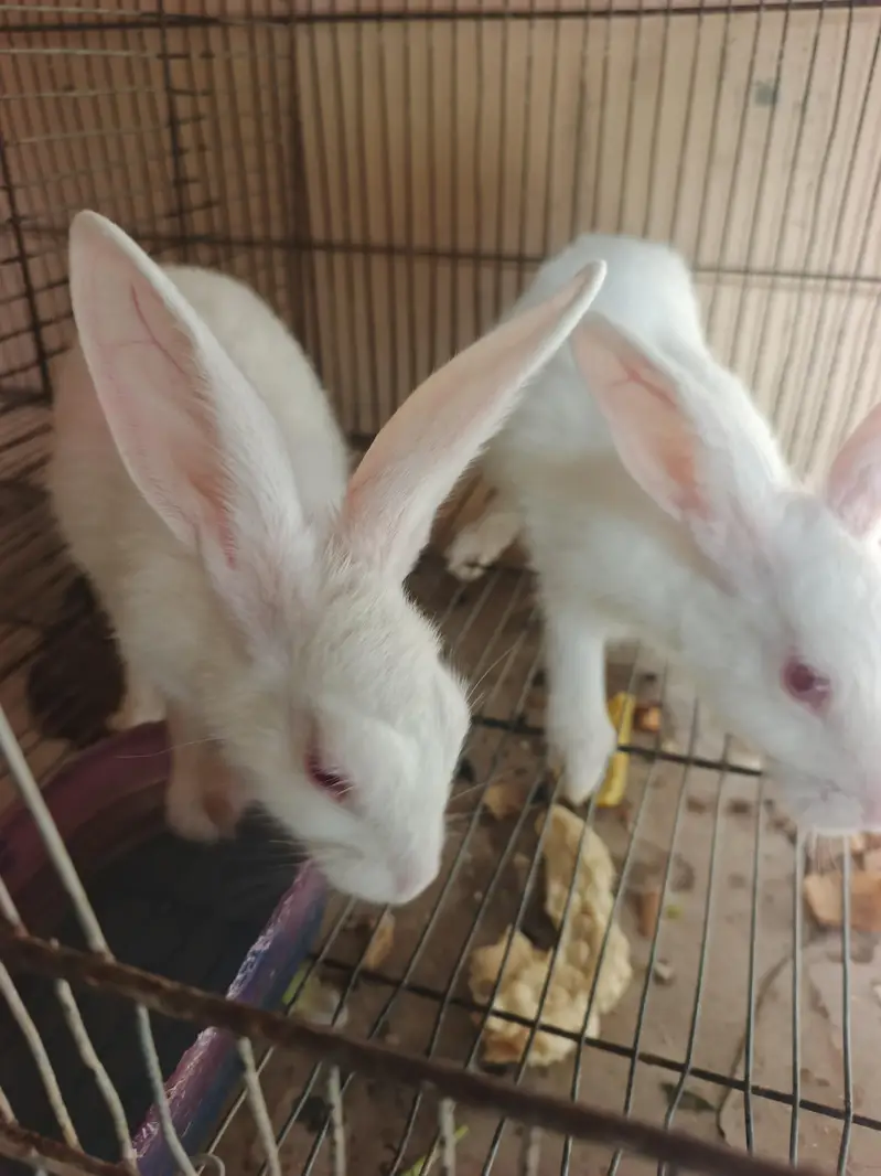 WHITE RABBITS — photo 8