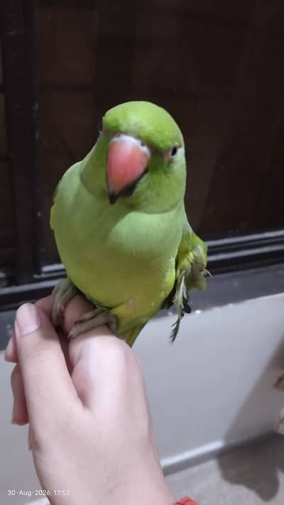 Handtame, talking parrot