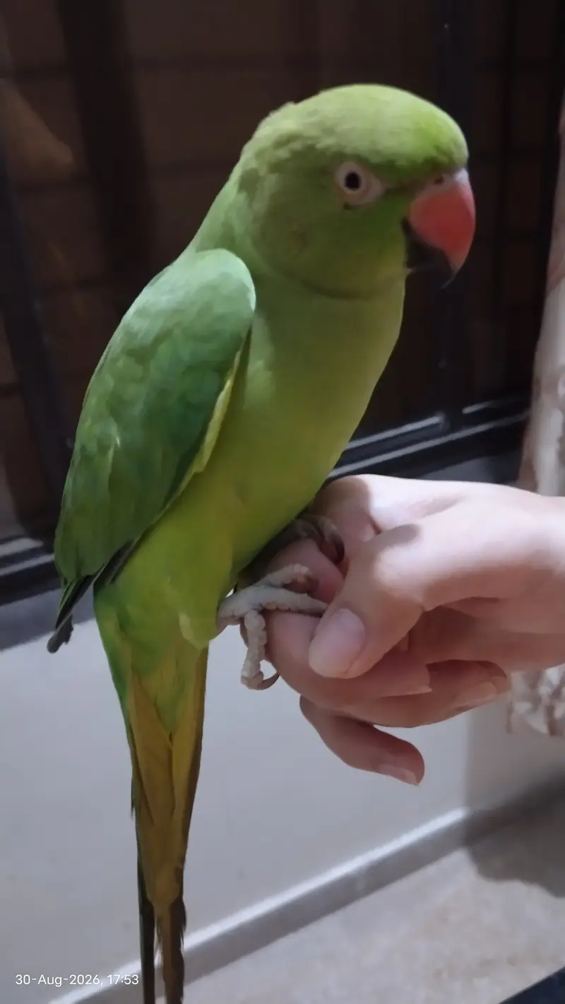 Handtame, talking parrot — photo 2