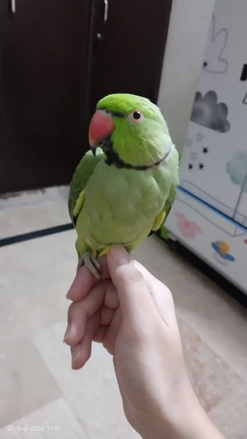 Handtame, talking parrot — photo 3