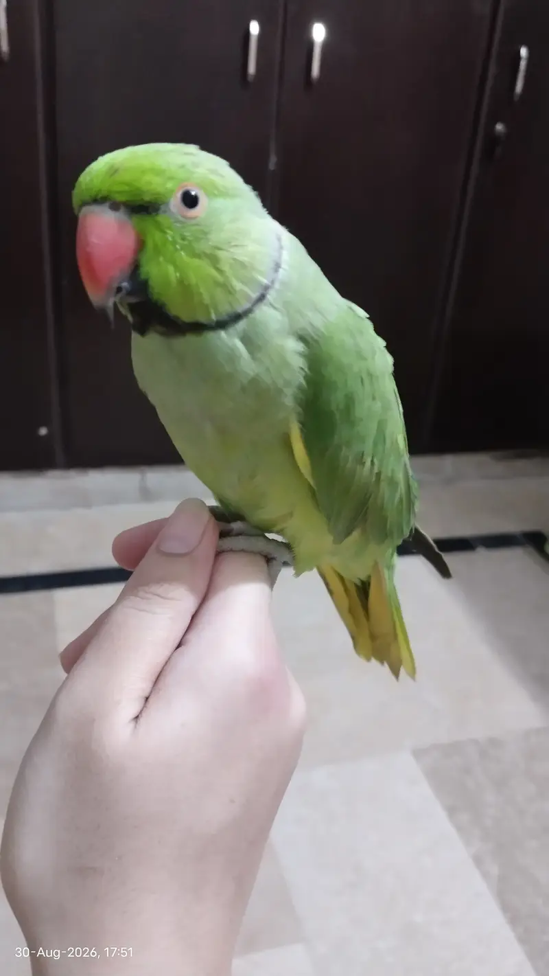 Handtame, talking parrot — photo 4