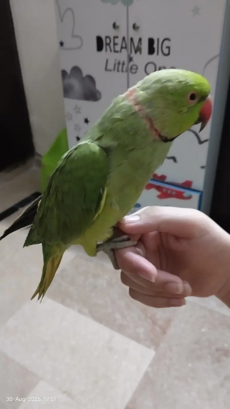Handtame, talking parrot — photo 5