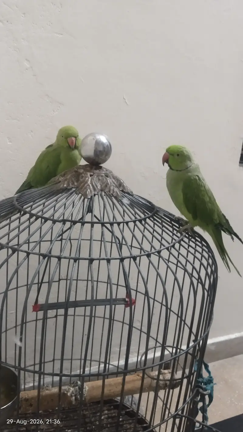 Handtame, talking parrot — photo 6