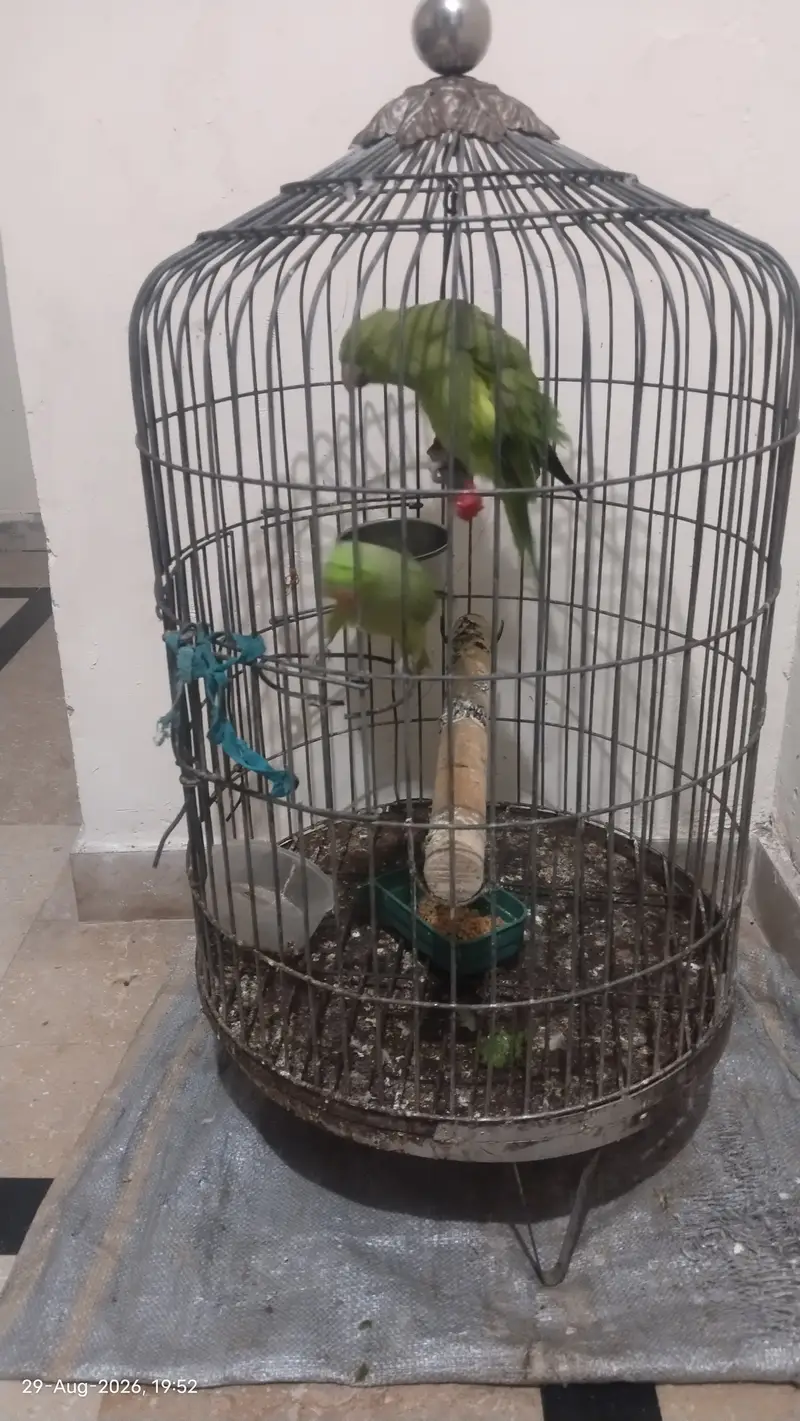 Handtame, talking parrot — photo 7