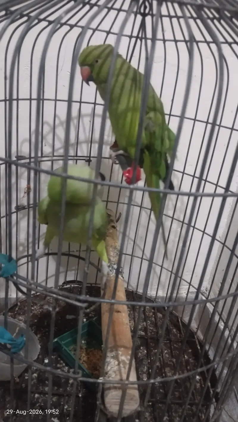 Handtame, talking parrot — photo 8