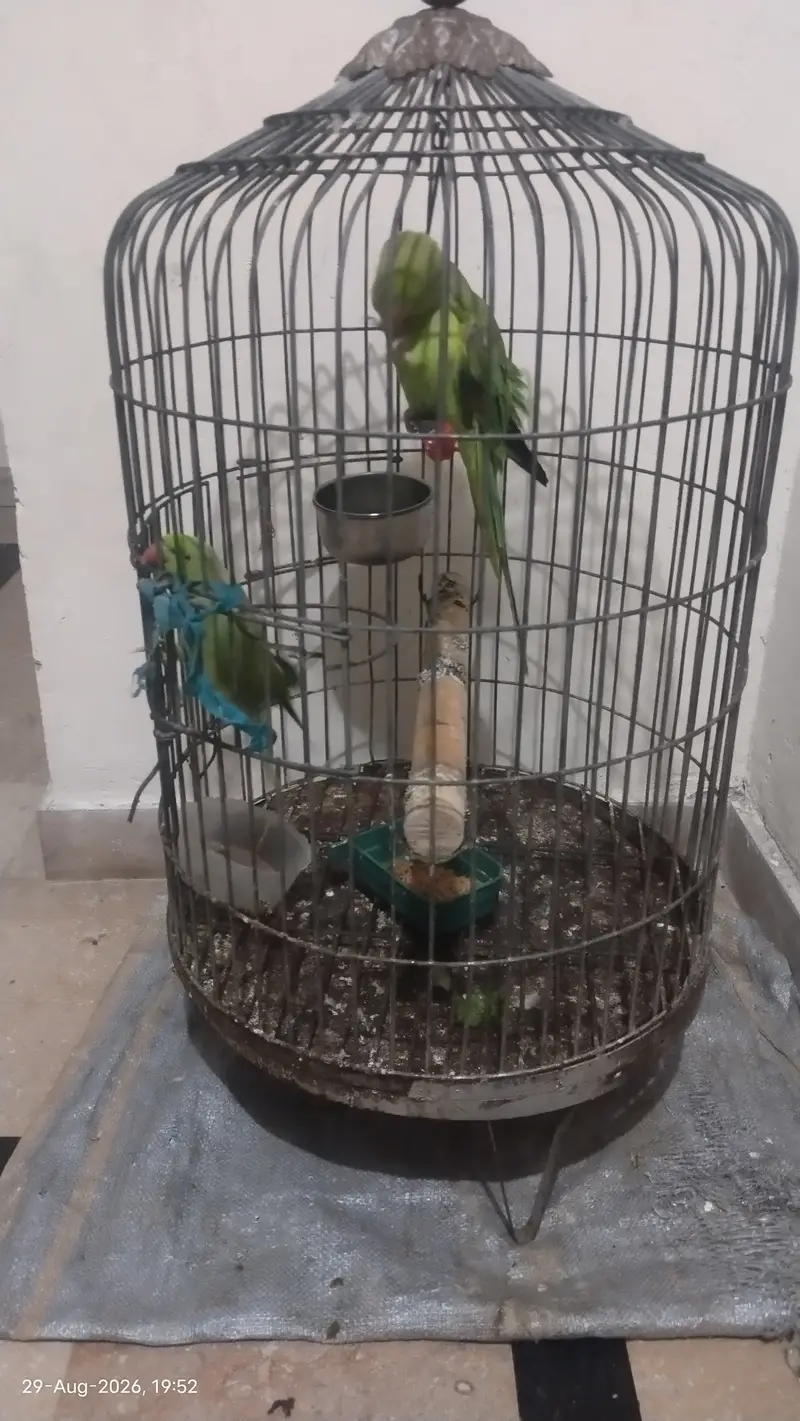 Handtame, talking parrot — photo 9