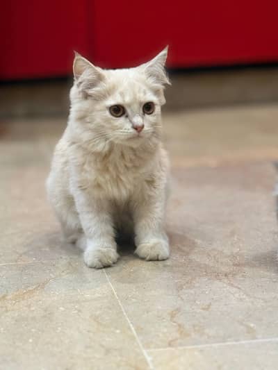 Persian cats both male