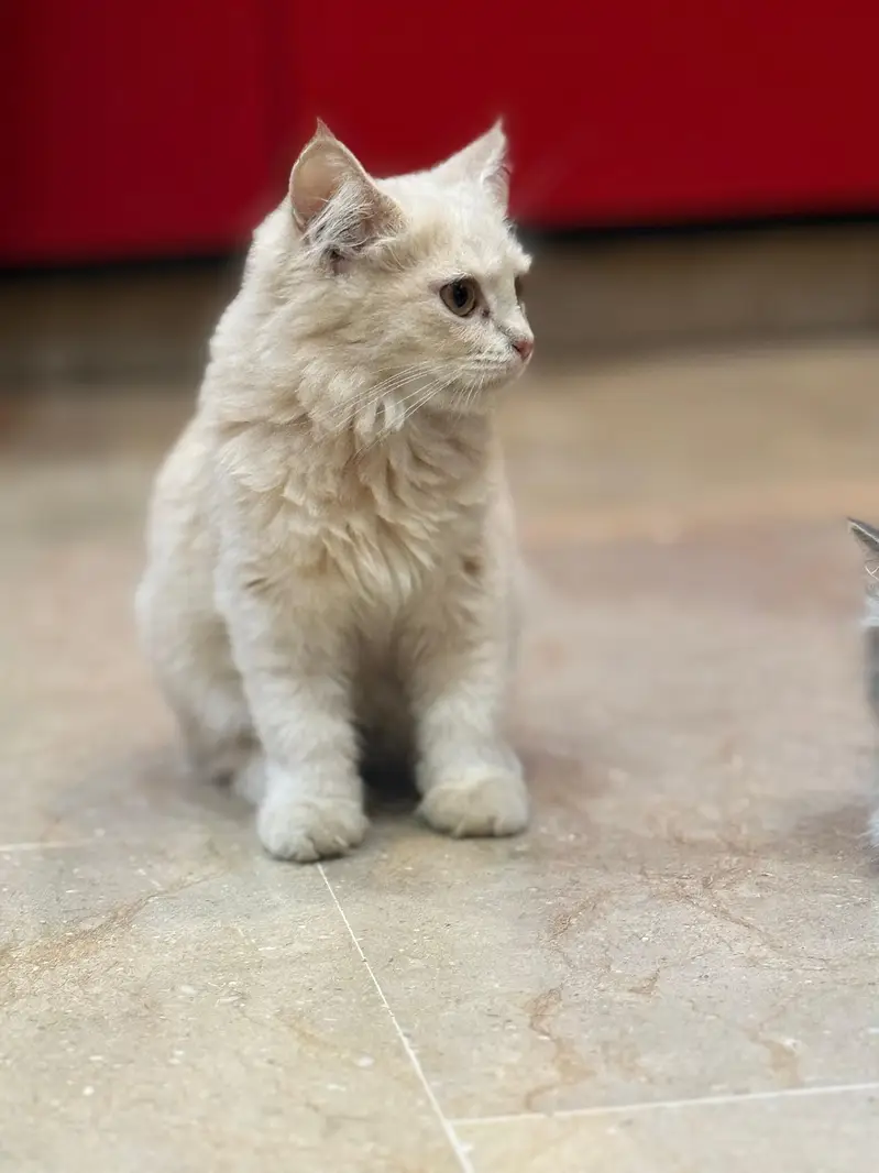 Persian cats both male — photo 3