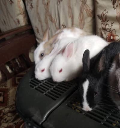 Rabbit bunies home  delivery 