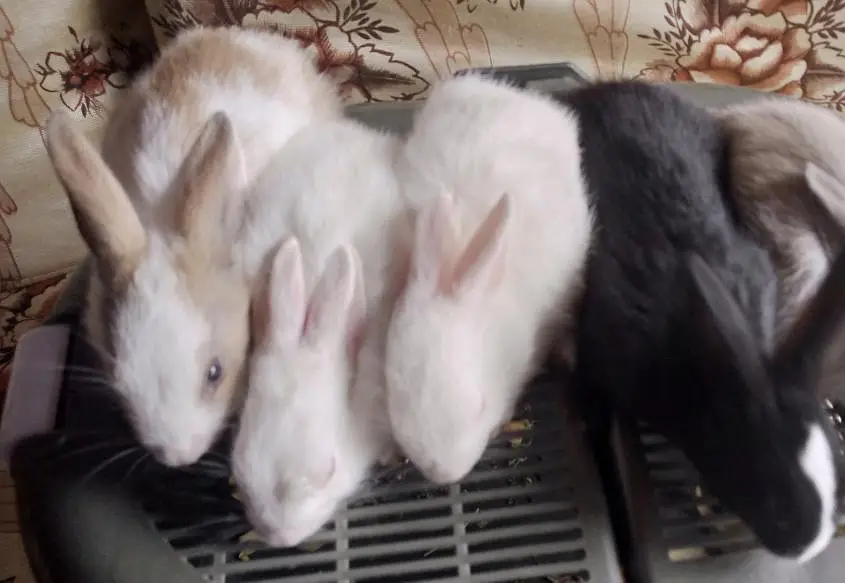 Rabbit bunies home  delivery  — photo 2