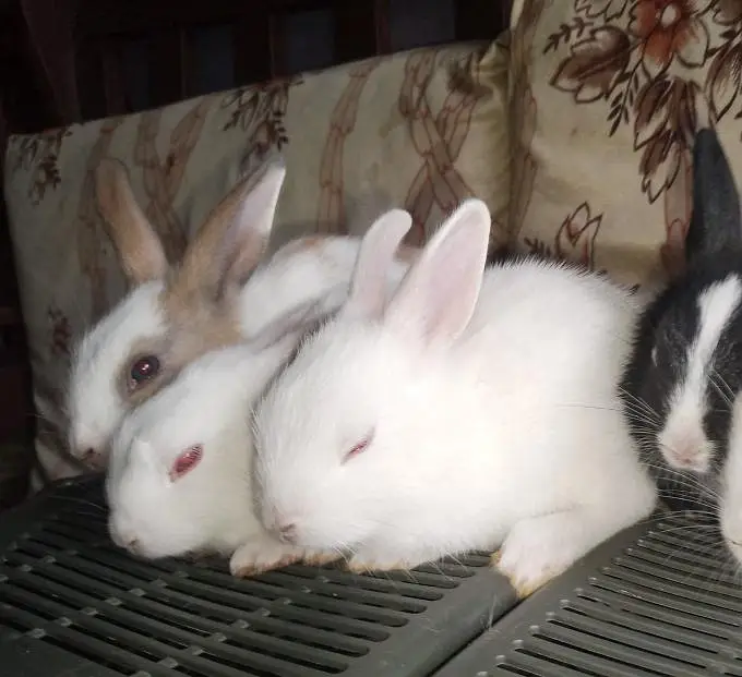 Rabbit bunies home  delivery  — photo 3