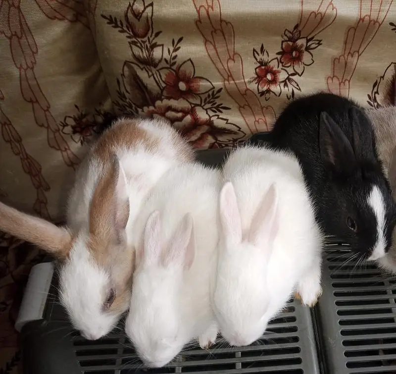Rabbit bunies home  delivery  — photo 4
