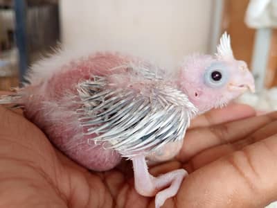 eno pied cocktail chick red eyes split cockatiel pin feather hand tame