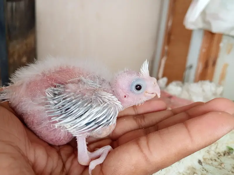 eno pied cocktail chick red eyes split cockatiel pin feather hand tame — photo 2