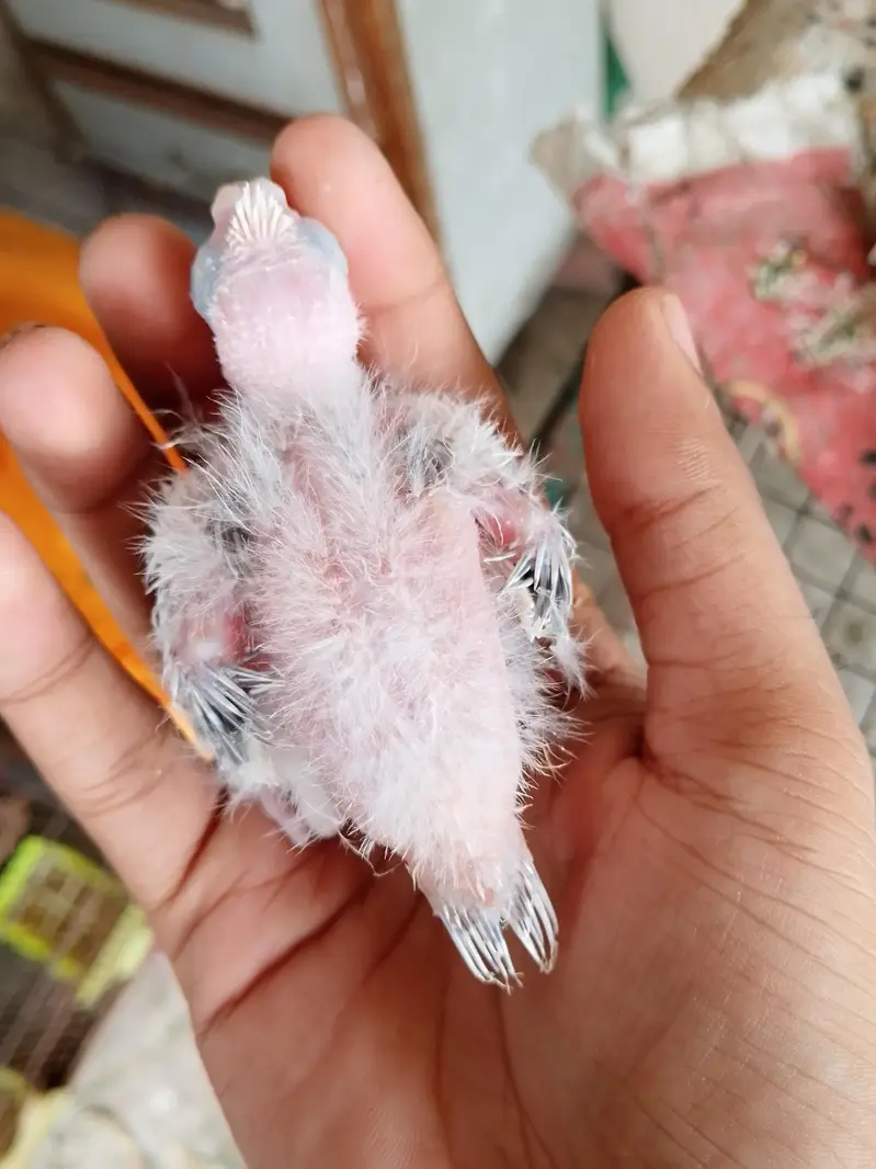 eno pied cocktail chick red eyes split cockatiel pin feather hand tame — photo 3