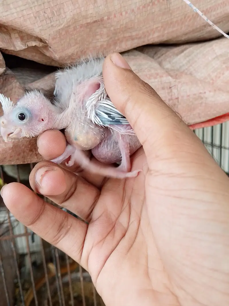 eno pied cocktail chick red eyes split cockatiel pin feather hand tame — photo 4
