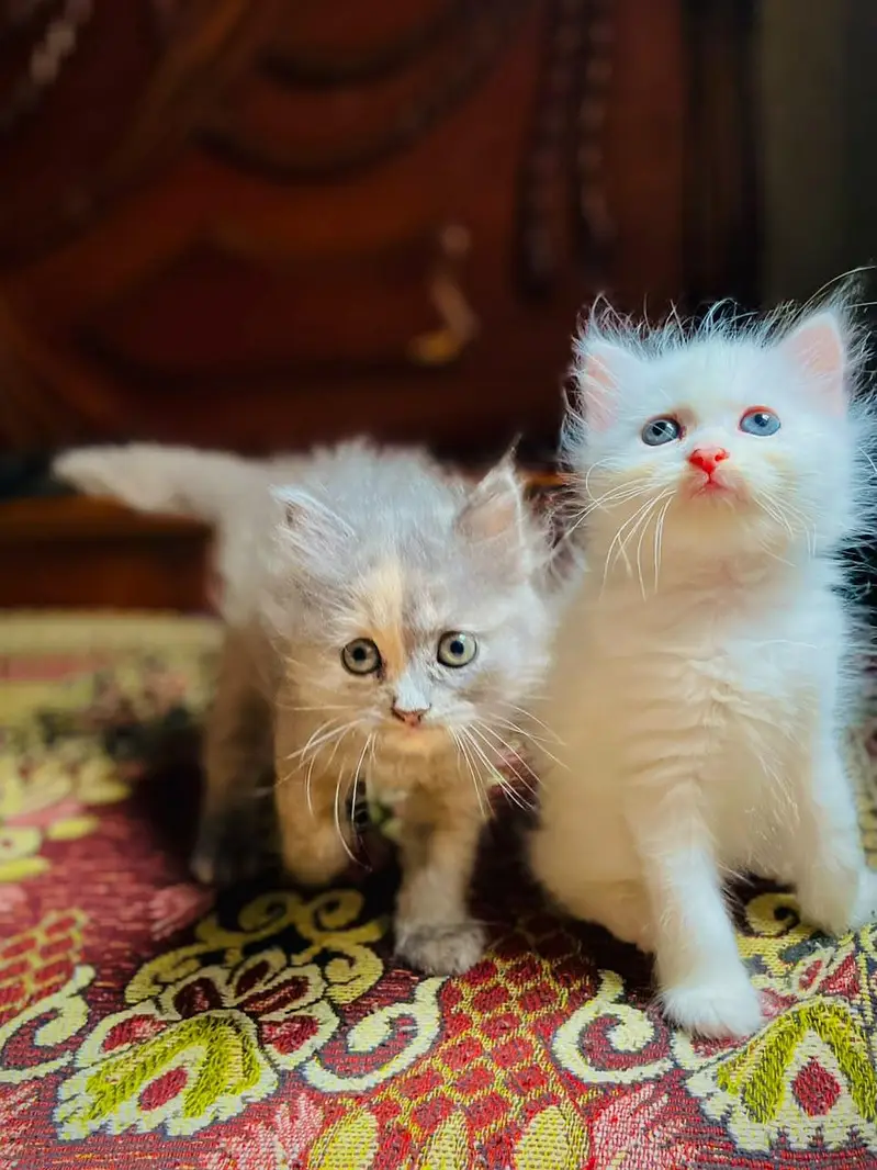 Persian Triple coated — photo 2